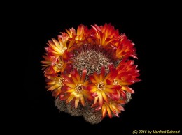Sulcorebutia steinbachii v. hoffmannii WR254 2116